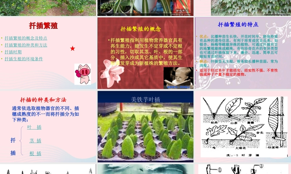 五年级科学下册 第8课《茎繁殖》课件3 鄂教版-鄂教版小学五年级下册自然科学课件