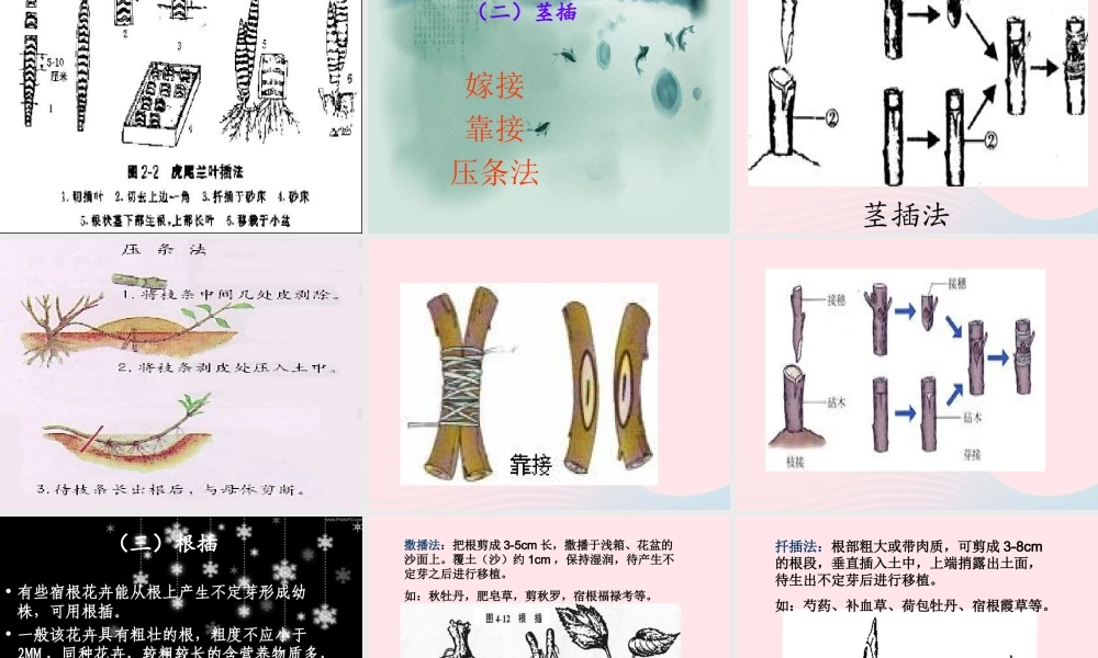 五年级科学下册 第8课《茎繁殖》课件3 鄂教版-鄂教版小学五年级下册自然科学课件