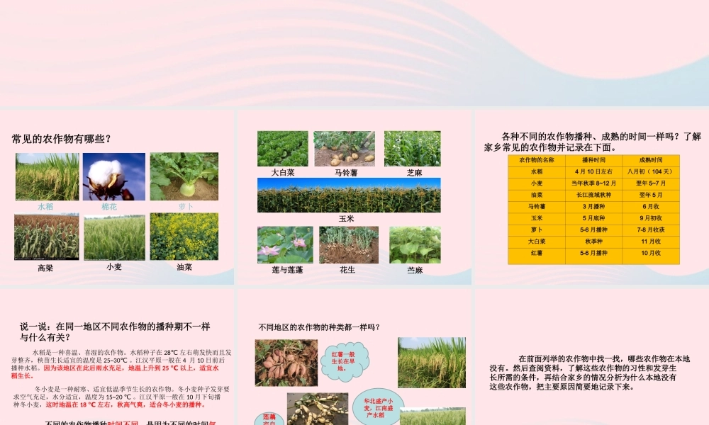 五年级科学上册 第19课《常见的农作物》课件 鄂教版-鄂教版小学五年级上册自然科学课件