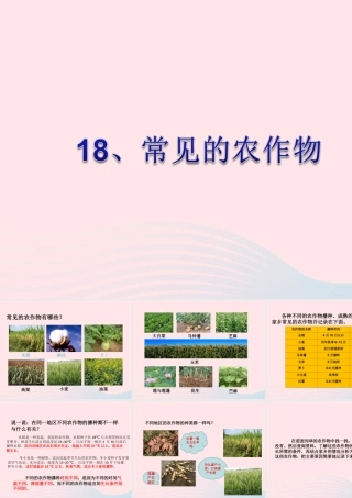 五年级科学上册 第19课《常见的农作物》课件 鄂教版-鄂教版小学五年级上册自然科学课件