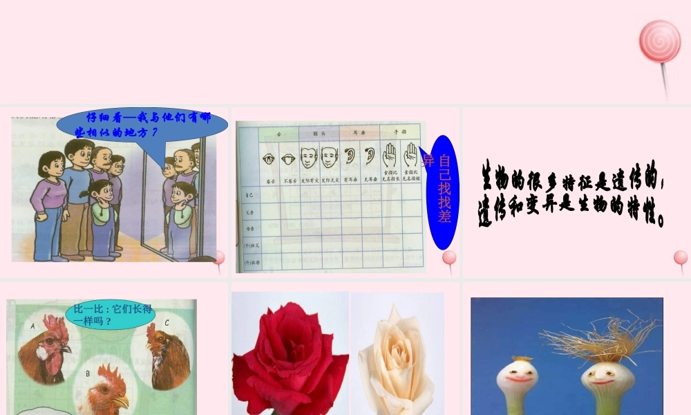 五年级科学下册 第8课《相似与差异》课件3 冀教版-冀教版小学五年级下册自然科学课件