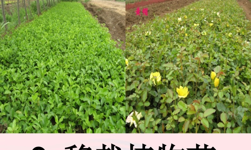 五年级科学下册 第9课《移载植物苗》课件 鄂教版-鄂教版小学五年级下册自然科学课件