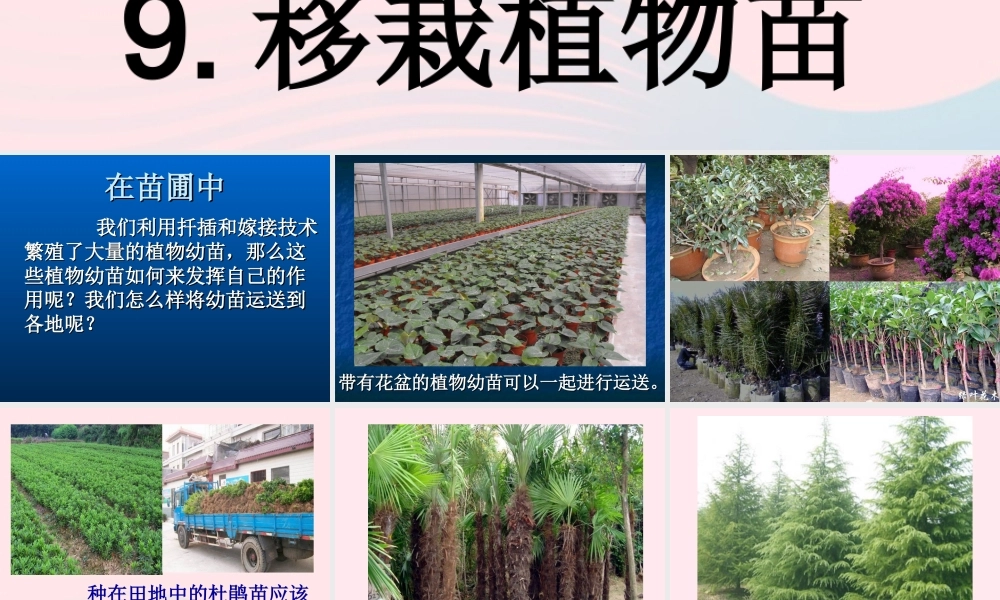 五年级科学下册 第9课《移载植物苗》课件 鄂教版-鄂教版小学五年级下册自然科学课件