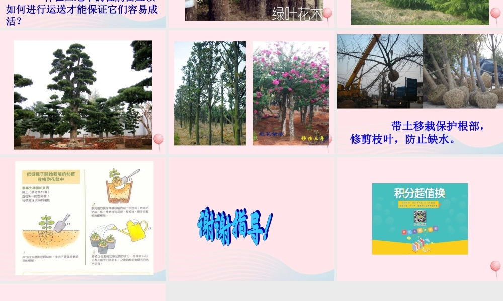 五年级科学下册 第9课《移载植物苗》课件 鄂教版-鄂教版小学五年级下册自然科学课件