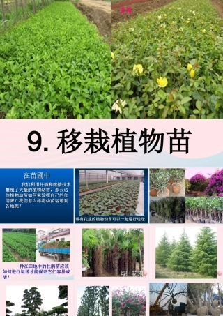五年级科学下册 第9课《移载植物苗》课件 鄂教版-鄂教版小学五年级下册自然科学课件