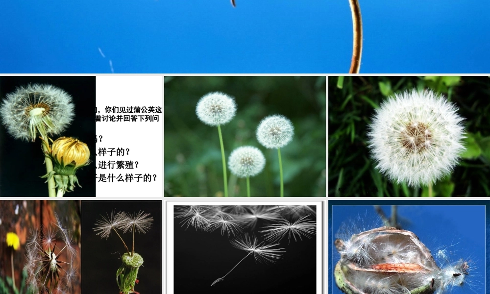 五年级科学下册 第10课《苗圃里的蒲公英》课件 鄂教版-鄂教版小学五年级下册自然科学课件
