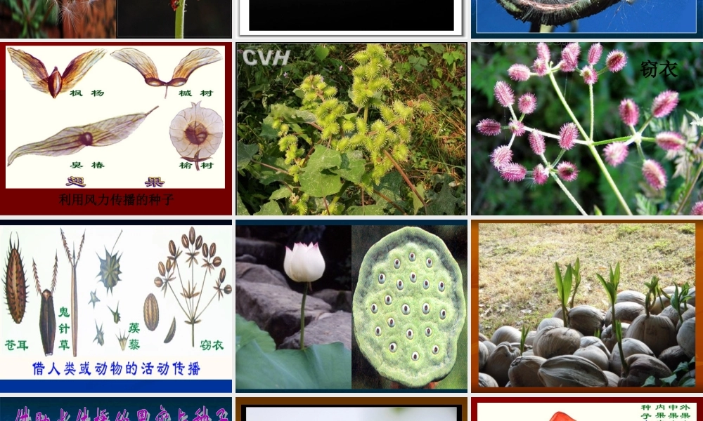 五年级科学下册 第10课《苗圃里的蒲公英》课件 鄂教版-鄂教版小学五年级下册自然科学课件