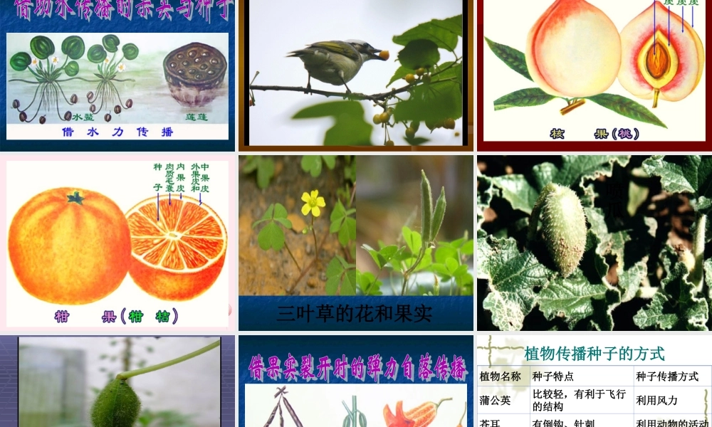 五年级科学下册 第10课《苗圃里的蒲公英》课件 鄂教版-鄂教版小学五年级下册自然科学课件