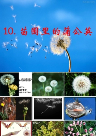 五年级科学下册 第10课《苗圃里的蒲公英》课件 鄂教版-鄂教版小学五年级下册自然科学课件