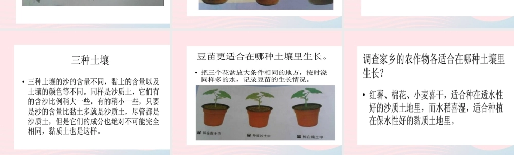 五年级科学上册 第20课《农作物与土壤》课件（2） 鄂教版-鄂教版小学五年级上册自然科学课件