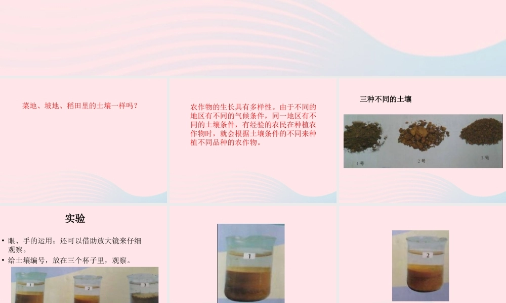 五年级科学上册 第20课《农作物与土壤》课件（3） 鄂教版-鄂教版小学五年级上册自然科学课件