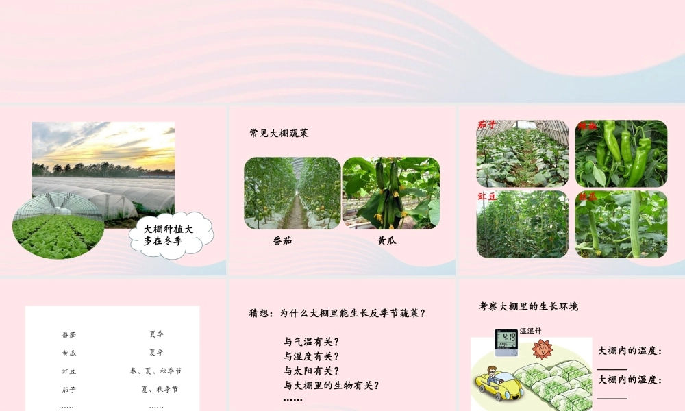 五年级科学上册 第22课《大棚蔬菜》课件（3） 鄂教版-鄂教版小学五年级上册自然科学课件