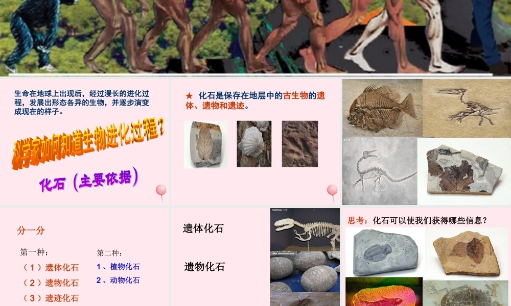 五年级科学下册 第11课《寻找进化的证据》课件3 冀教版-冀教版小学五年级下册自然科学课件