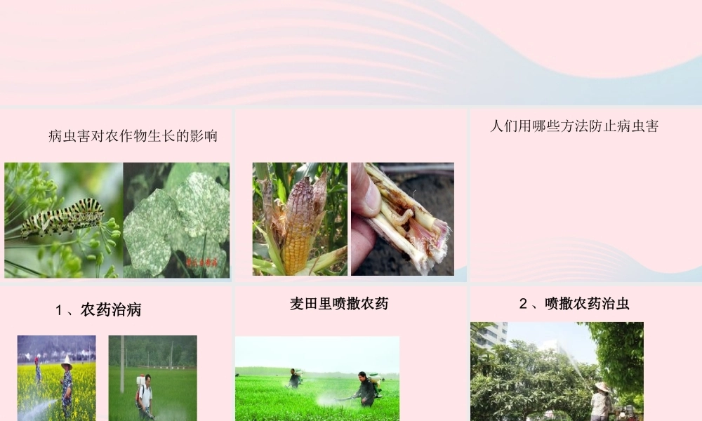 五年级科学上册 第23课《防治病虫害》课件（1） 鄂教版-鄂教版小学五年级上册自然科学课件