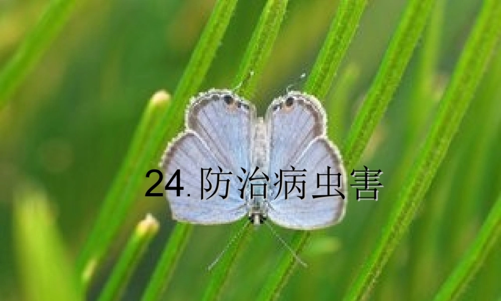 五年级科学上册 第23课《防治病虫害》课件（2） 鄂教版-鄂教版小学五年级上册自然科学课件