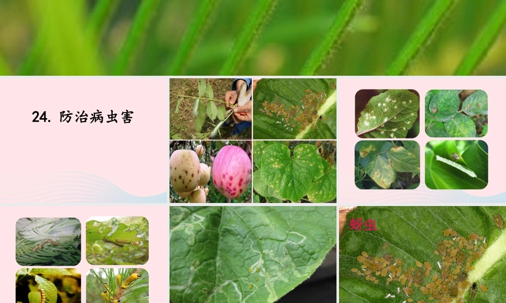 五年级科学上册 第23课《防治病虫害》课件（2） 鄂教版-鄂教版小学五年级上册自然科学课件