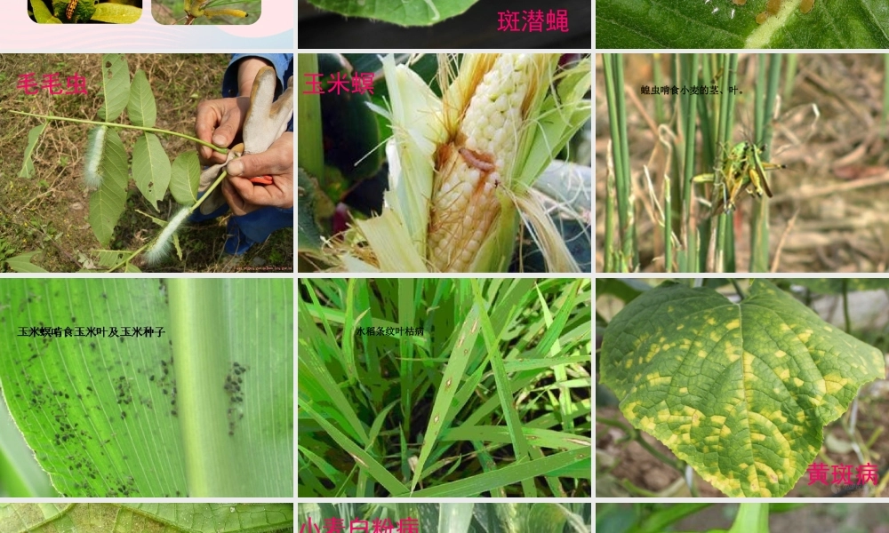 五年级科学上册 第23课《防治病虫害》课件（2） 鄂教版-鄂教版小学五年级上册自然科学课件