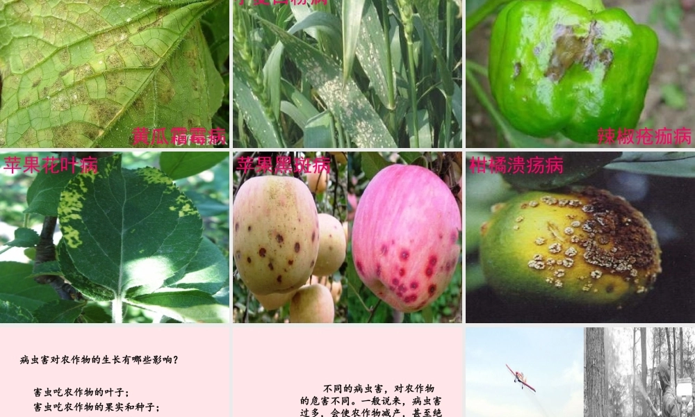 五年级科学上册 第23课《防治病虫害》课件（2） 鄂教版-鄂教版小学五年级上册自然科学课件