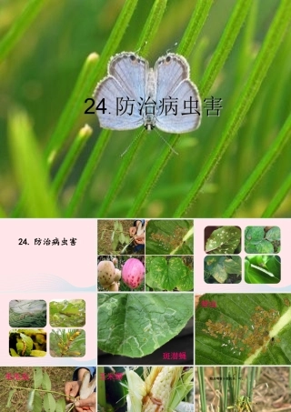 五年级科学上册 第23课《防治病虫害》课件（2） 鄂教版-鄂教版小学五年级上册自然科学课件