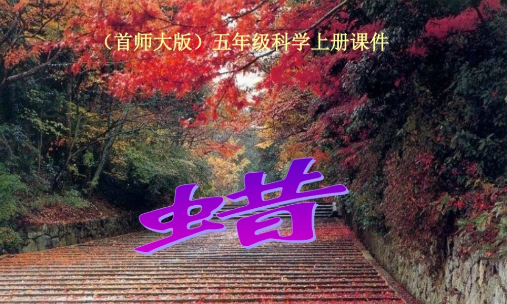 五年级科学上册 蜡(1)课件 首师大版