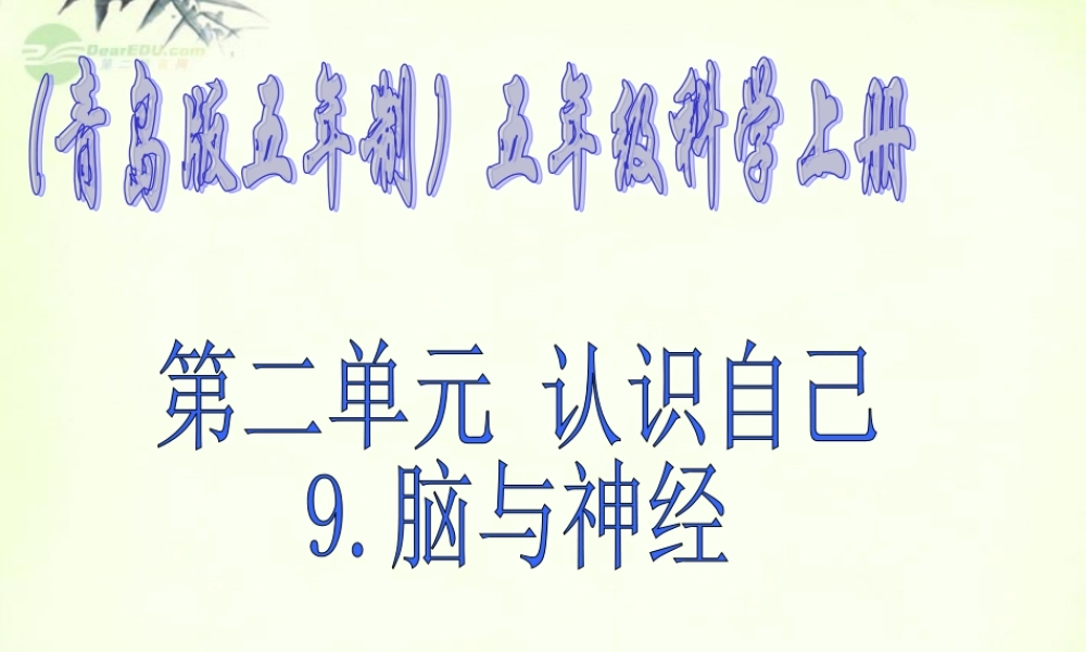 五年级科学上册 脑与神经 1课件 青岛版