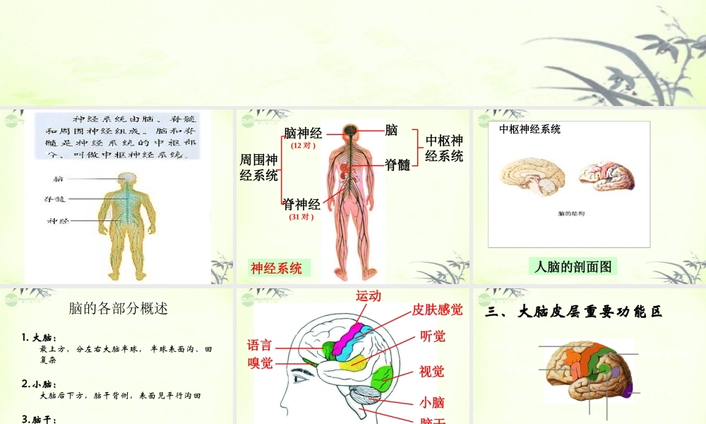 五年级科学上册 脑与神经 1课件 青岛版