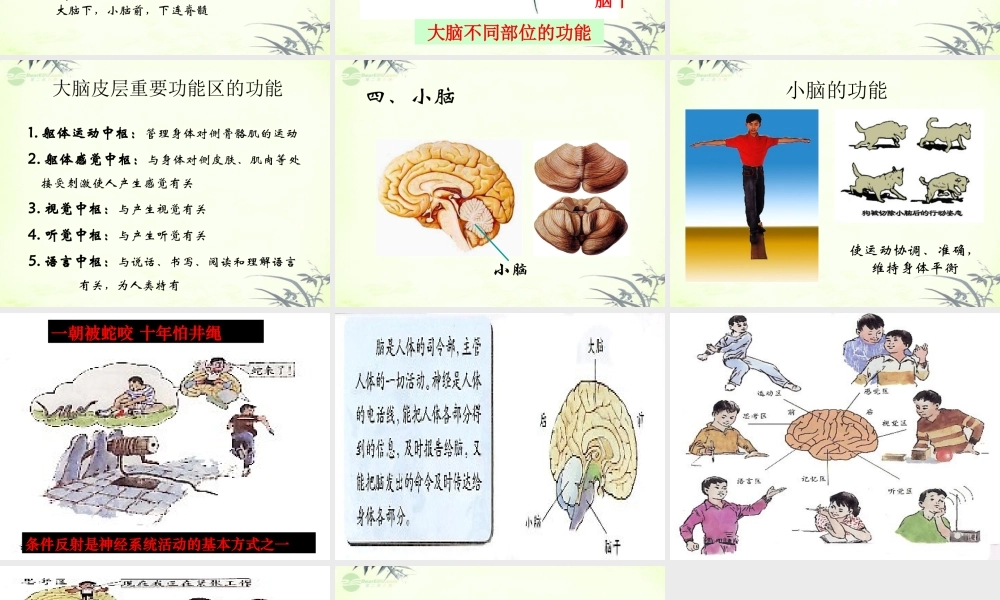 五年级科学上册 脑与神经 1课件 青岛版