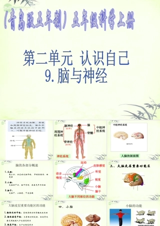五年级科学上册 脑与神经 1课件 青岛版
