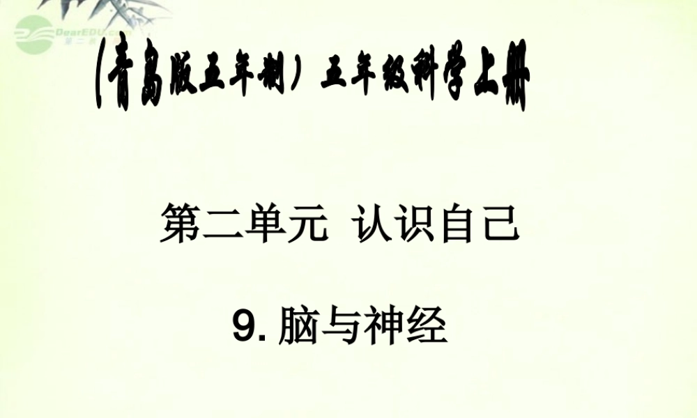 五年级科学上册 脑与神经 2课件 青岛版