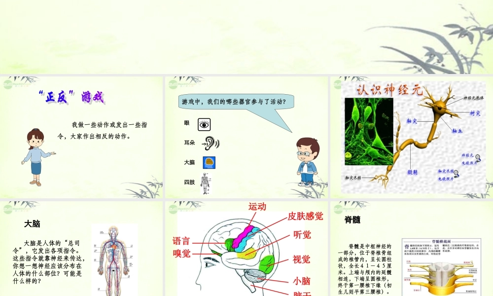 五年级科学上册 脑与神经 2课件 青岛版
