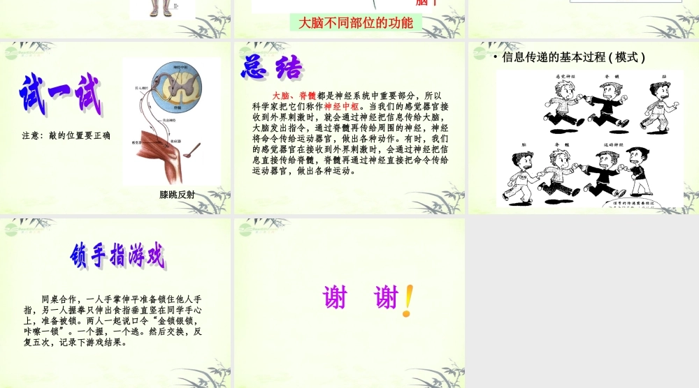 五年级科学上册 脑与神经 2课件 青岛版