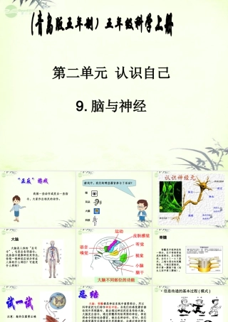 五年级科学上册 脑与神经 2课件 青岛版