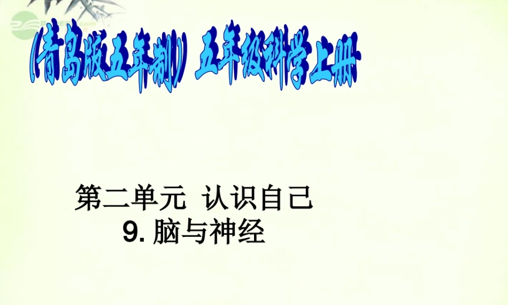 五年级科学上册 脑与神经 4课件 青岛版