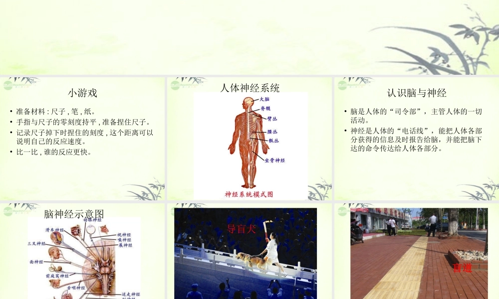 五年级科学上册 脑与神经 4课件 青岛版