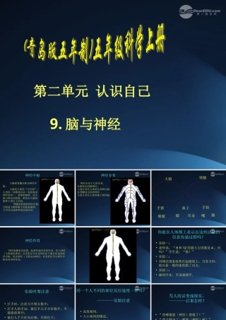 五年级科学上册 脑与神经 5课件 青岛版