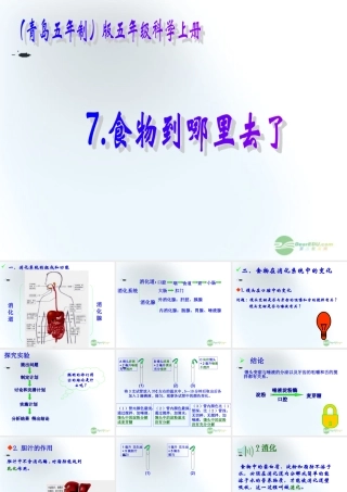 五年级科学上册 食物到哪里去了 1课件 青岛版