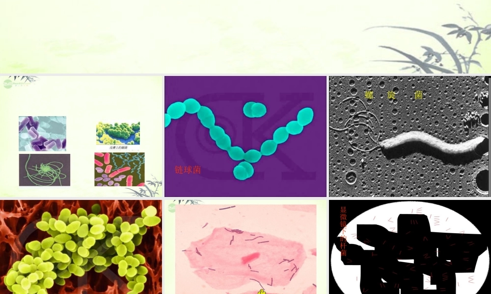 五年级科学上册 细菌 1课件 青岛版