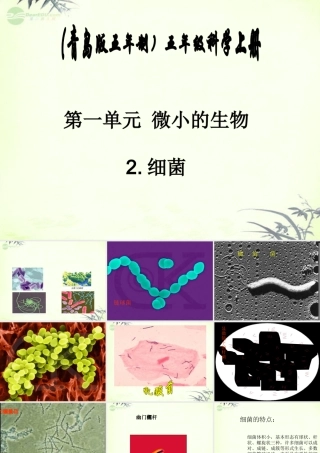 五年级科学上册 细菌 1课件 青岛版