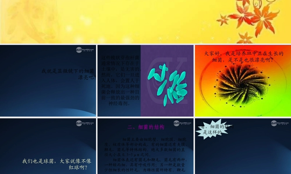 五年级科学上册 细菌 2课件 青岛版