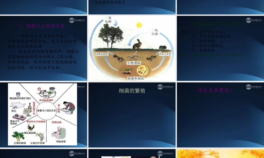 五年级科学上册 细菌 2课件 青岛版