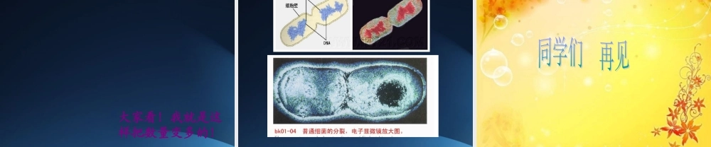 五年级科学上册 细菌 2课件 青岛版