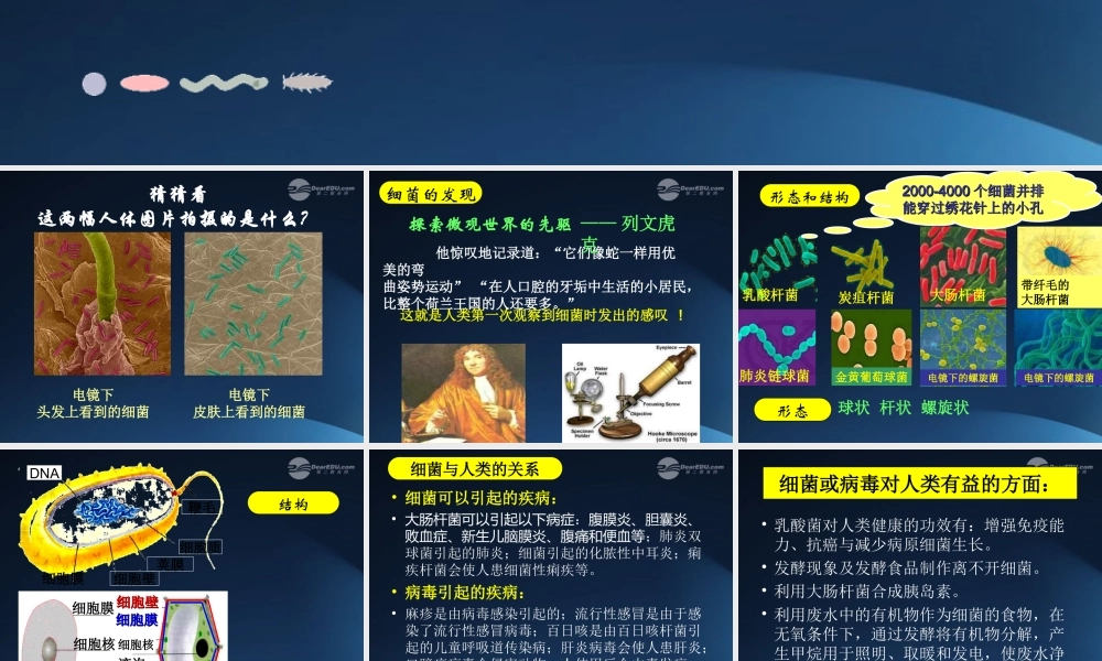 五年级科学上册 细菌 3课件 青岛版