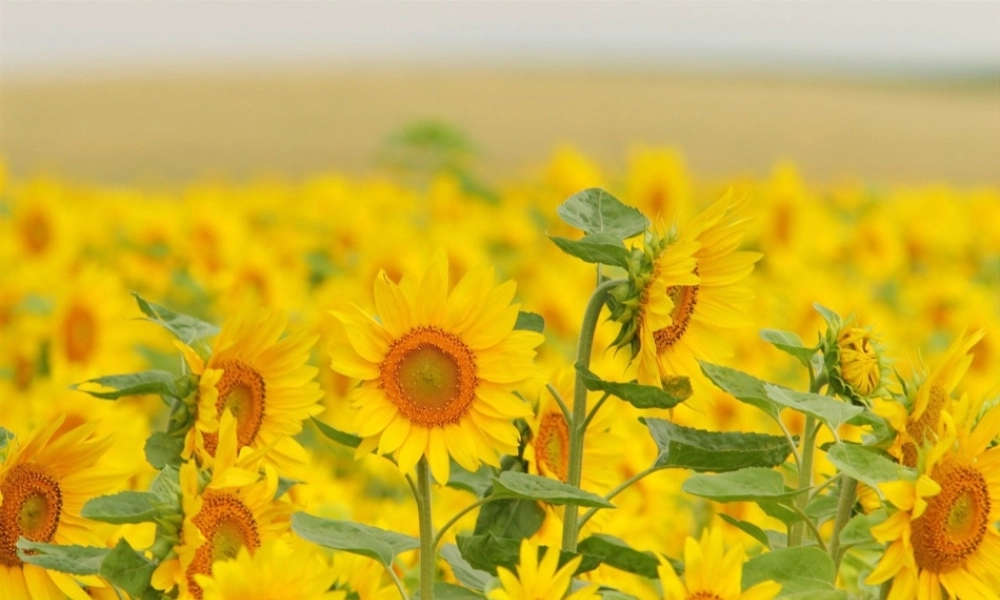 五年级科学下册 2.3《昼夜是怎样形成的》课件2 湘教版-湘教版小学五年级下册自然科学课件