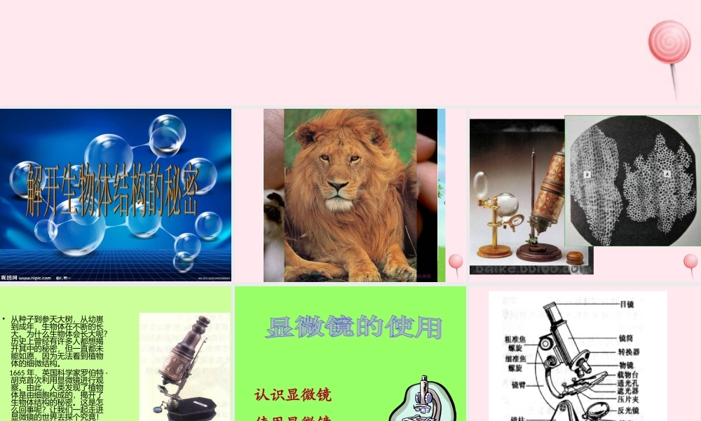 五年级科学下册 3.1《解开生物体结构的秘密》课件1 湘教版-湘教版小学五年级下册自然科学课件