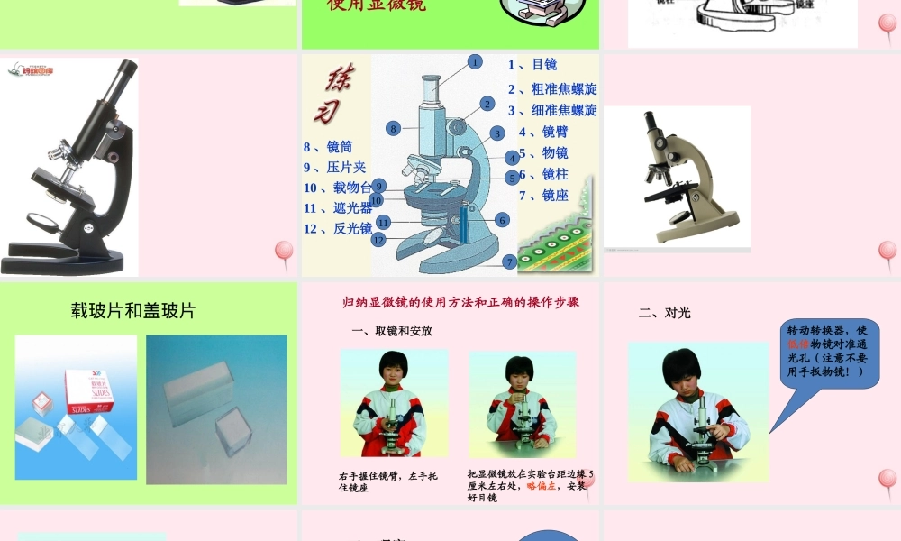 五年级科学下册 3.1《解开生物体结构的秘密》课件1 湘教版-湘教版小学五年级下册自然科学课件