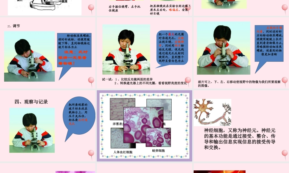 五年级科学下册 3.1《解开生物体结构的秘密》课件2 湘教版-湘教版小学五年级下册自然科学课件