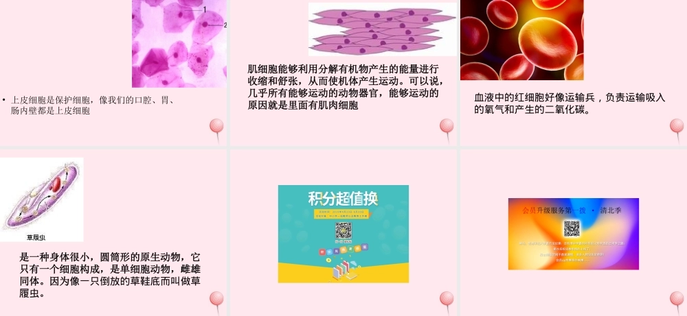 五年级科学下册 3.1《解开生物体结构的秘密》课件2 湘教版-湘教版小学五年级下册自然科学课件