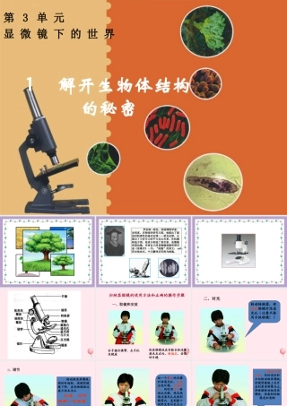 五年级科学下册 3.1《解开生物体结构的秘密》课件2 湘教版-湘教版小学五年级下册自然科学课件