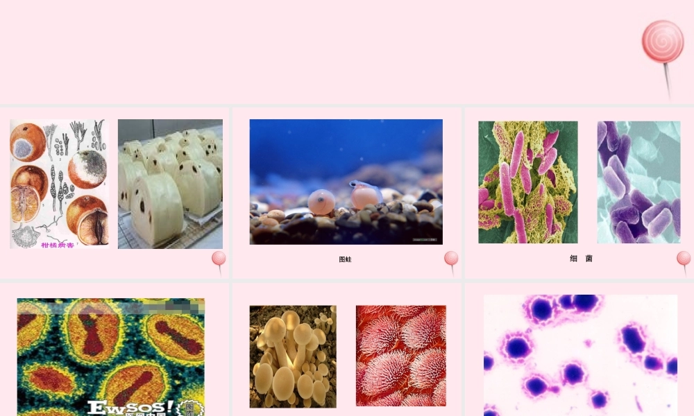 五年级科学下册 3.2《无处不在的微生物》课件3 湘教版-湘教版小学五年级下册自然科学课件