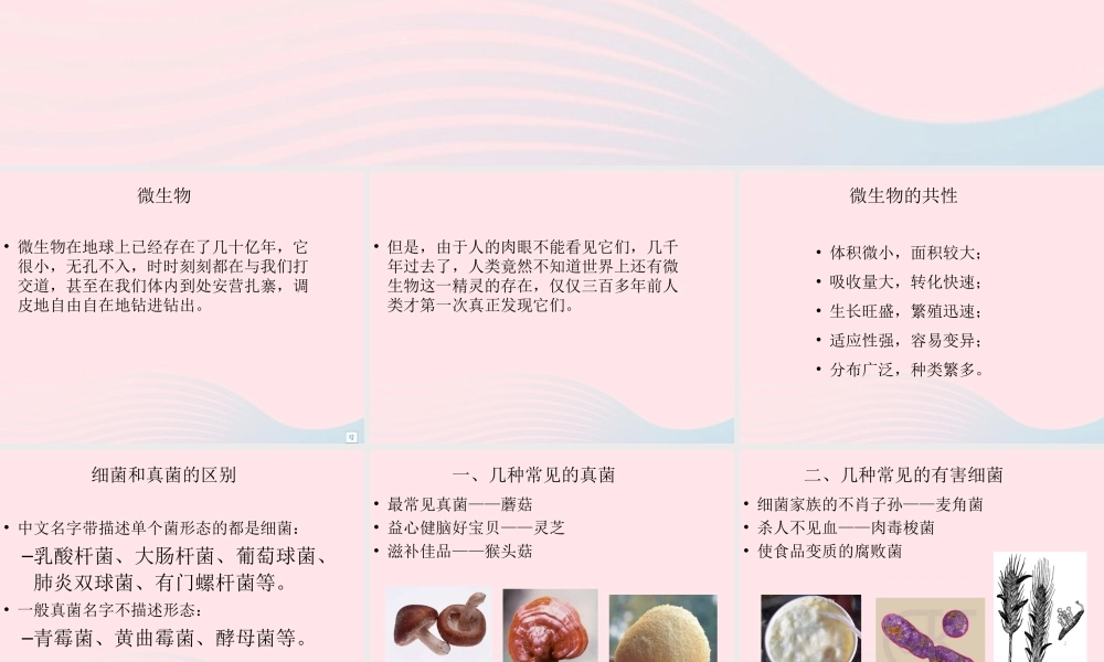 五年级科学下册 3.4《微生物的功与过》课件3 湘教版-湘教版小学五年级下册自然科学课件